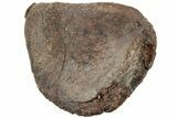 Hadrosaur (Edmontosaurus) Phalanx Bone - Wyoming #234729-1
